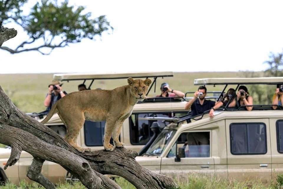 Serengeti